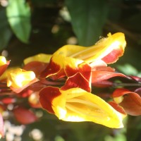 Thunbergia mysorensis (Wight) T.Anderson
